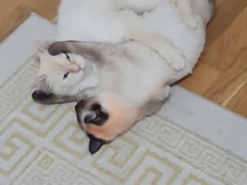 Ragdoll · Flen · Ali M.