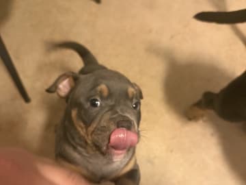 American Bully · Borås · Jasmine A.
