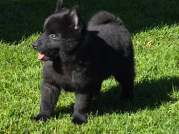 Schipperke · Saxtorp · Lövgrodans kennel