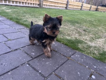 Mount Yorkie