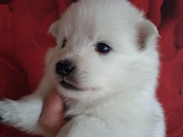 Japansk spets · Kristdala · Kennel Alegros