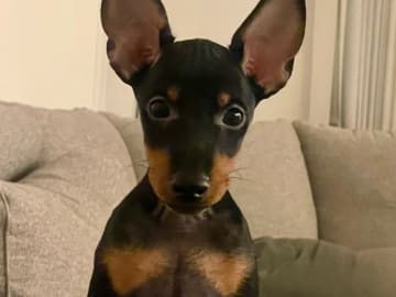 English Toy Terrier · Bromma · winsome flames