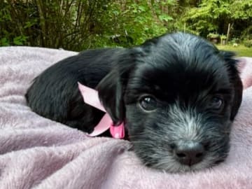 Bichon havanais · Veberöd · Hedbergs Härliga