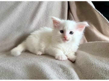 Norwegian Forest · Torslanda · S*Kronängens
