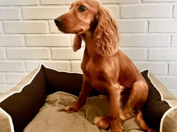 Cocker spaniel mor Cocker spaniel far · Råde · Mariela Mitrikova
