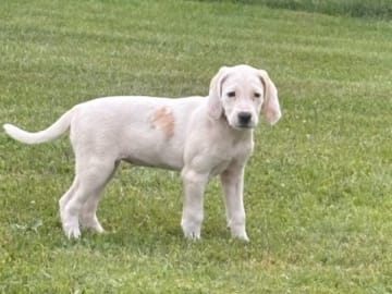 American foxhound · Boxholm · Boxholmsjägarens