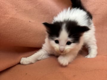 Norsk skogkatt · Kilsmo · SE*Blackfire’s