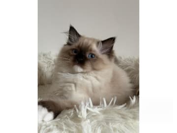 Ragdoll · Hörby · SE*Pillow Cats