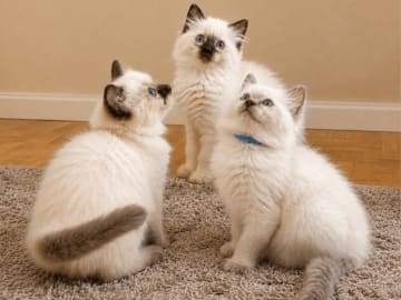 Ragdoll · Johanneshov · SE*LillaGumman's