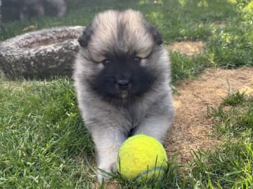 Keeshond · Herning · Michelle R.