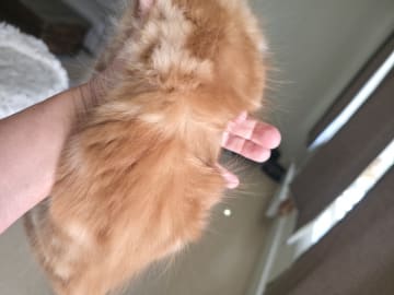 Maine Coon · Reinsvoll · Carina H.