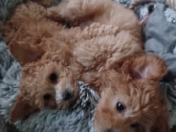 Blandras Dvärg pudel/ Bichon Havanais · Höör · Carola J.