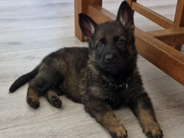 Tysk Schäferhund · Motala · Wezenhof's Kennel