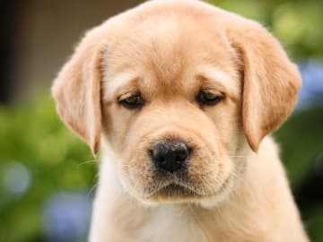Labrador retriever · Svärtinge · Blankgölens kennel