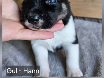 Siberian Husky/Alaska Husky · Kolbu · Bjerkehagen Husky