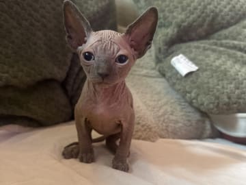 Sphynx · Skogås · Filippa J.