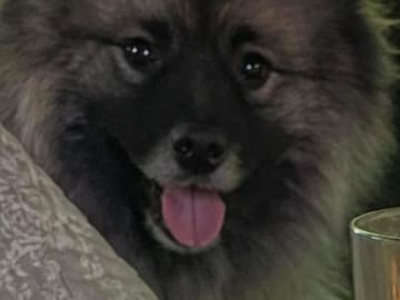 Keeshond