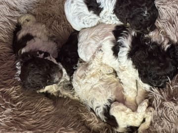 Lagotto romagnolo · Falköping · Tryffelhundens Kennel