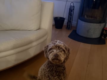 Labradoodle · Stockholm · Cajsa E.
