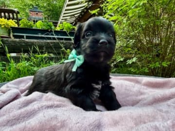 Bichon havanais · Veberöd · Hedbergs Härliga