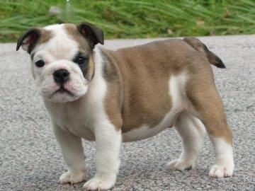 Engelsk bulldog · Rånäs · Maxibull