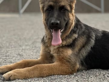 Schæferhund · Vittinge · Estridh S.