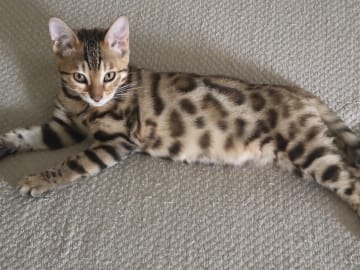 Bengal · Sollebrunn · SE*Tissan's