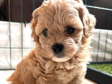 Shihpoo