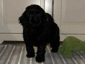 Amerikansk cocker spaniel · Malungsfors · Casadis