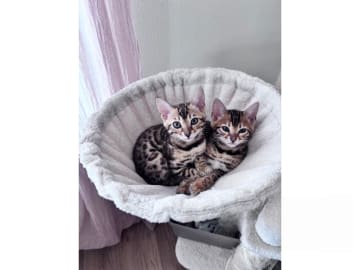 Bengal · Grästorp · SE*Pawspots