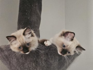 Ragdoll · Sollentuna · Viktoria J.