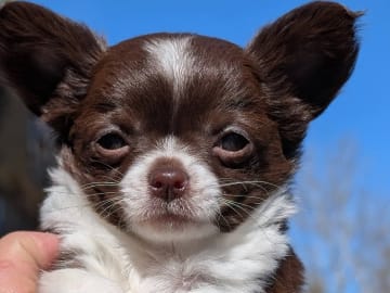 Chihuahua Långhåriga · Stenhamra · Cattlegirls