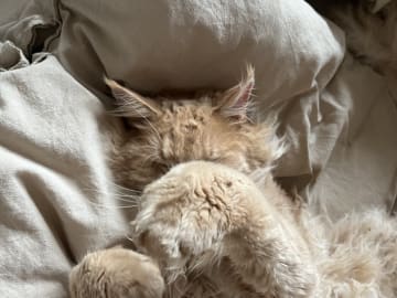 Maine Coon · Helgeroa · Rebecca A.