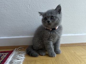 Brittiskt korthår · Beder-Malling · Serine BlueCats