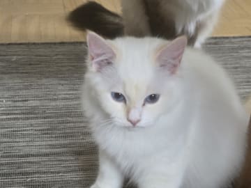 Ragdoll · Vällingby · Stardust