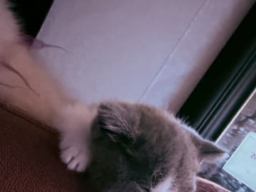 British Shorthair · Katrineholm · Crazy catlady