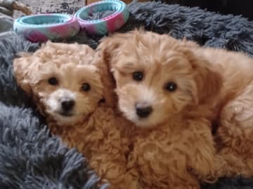 Blandras Dvärg pudel/ Bichon Havanais · Höör · Carola J.