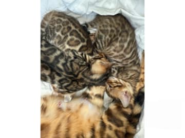 Bengal · Ekerö · SE*ExoticJungleCats