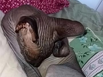 Sphynx · Grums · Eric H.