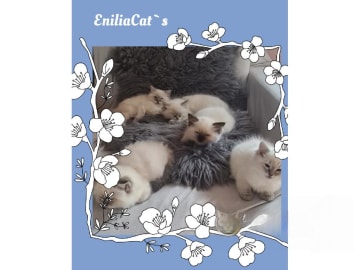 Ragdoll · Jämshög · SE*Eniliacat's