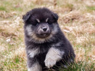 Finsk lapphund · Sorunda · Samerajerna’s kennel