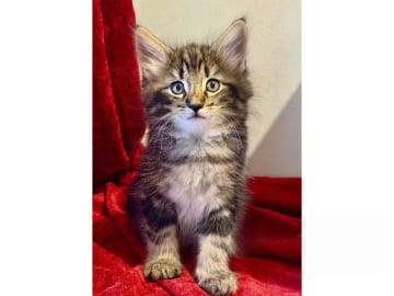 Norsk skogkatt · Trelleborg · S*Livsnjutarna's