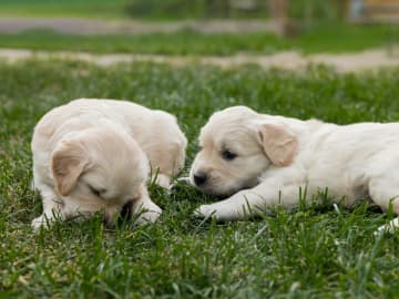 Golden retriever · Nybro · Amore Waves