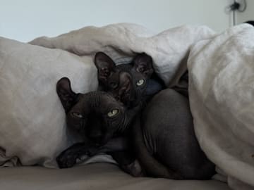 Sphynx · Karlstad · Elvira K.