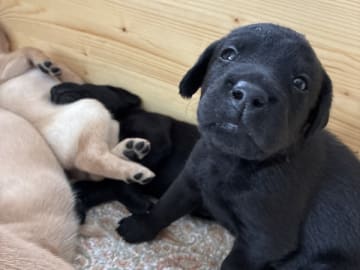 Labrador retriever · Vejle · Andreas Bjerre Scheffel