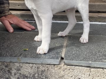 Dansk-svensk gårdhund · Hjørring · Arne Mejlhede
