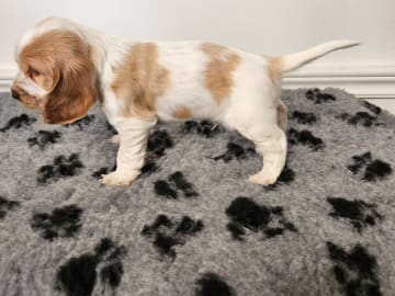 Cocker spaniel · Enhörna · Norris Dream Cocker