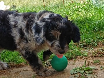 Aussiedoodle · Fredericia · Overgaards hvalpe