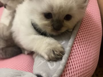 Ragdoll · Flen · Ali M.