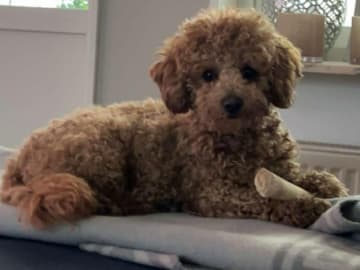 Maltipoo · Ballingslöv · Daniela K.